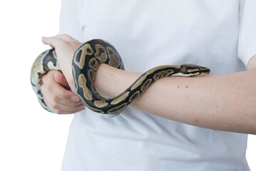 Hands of a girl and a young royal snake. A non-poisonous snake.
