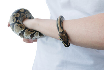 Hands of a girl and a young royal snake. A non-poisonous snake.