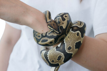 Hands of a girl and a young royal snake. A non-poisonous snake.