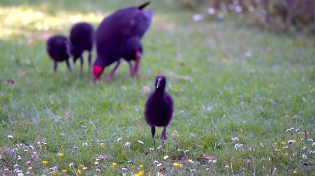 Mother Pukeko with Chicks on Green Lawn in Sunny Park &ndash; Native New Zealand Wildlife