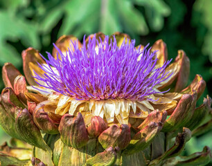 A Globe Artichoke flower in full bloom with a large purple flower head. Close up view.