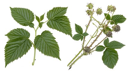 Fresh Raspberry Leaves and Unripe Berries Isolated on White Background