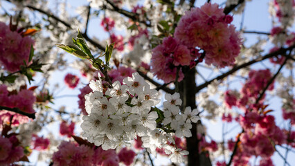 Pink and White cherry hybrid cherry blossom blooming in spring