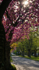 Naklejka premium Pink blooming cherry trees in park