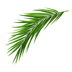 Naklejka premium vibrant green palm leaf with long, slender fronds radiates tropical feel, perfect for nature themed designs or backgrounds. Its lush texture and natural elegance evoke sense of tranquility