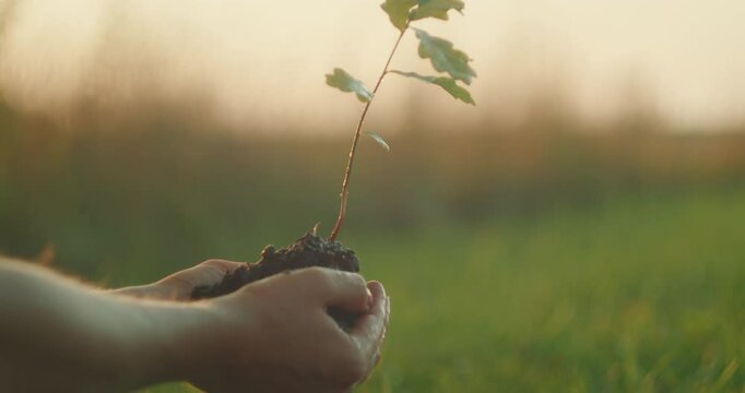 Hands carefully cradle moist soil with small oak sapling under soft sunlight in green summer field