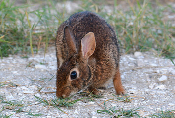 rabbit watching 