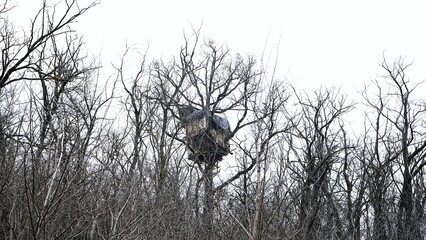 Treehouse nestled high among bare winter branches in a quiet forest, symbolizing nature retreat and rustic outdoor living.

