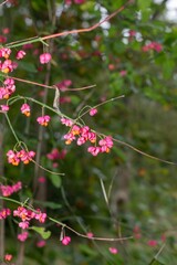 Close up of European spindle (euonymus europaeus) fruits