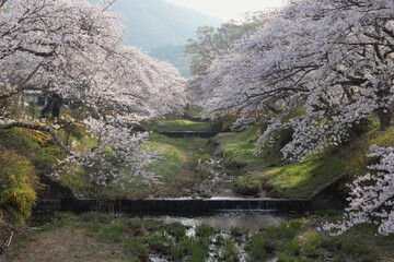 京都府井手町　玉川堤　両堤の桜並木