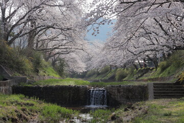 京都府井手町　玉川の桜の風景