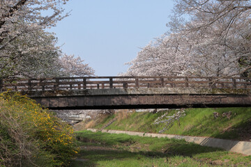 京都府井手町　玉川堤の桜と橋とヤマブキ