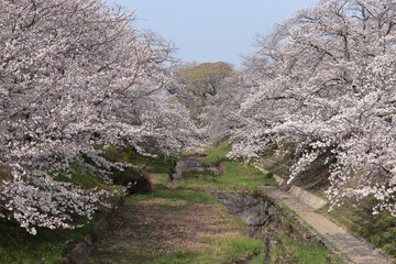 京都府井手町　玉川の桜