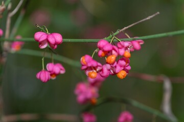 Close up of European spindle (euonymus europaeus) fruits