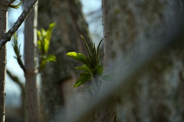 Close-up of young green leaves emerging in spring. The image captures natural freshness, growth, and the beauty of new life in nature, perfect for themes of renewal, environment, or seasons.
