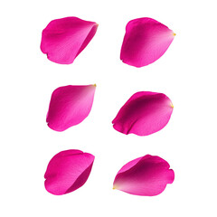 Vibrant pink rose petals arranged in two rows of three, isolated on transparency background, showcasing their delicate texture and natural beauty. Perfect for floral designs