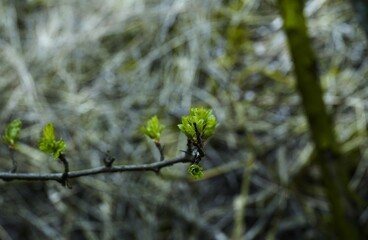 Close-up of young green leaves emerging in spring. The image captures natural freshness, growth, and the beauty of new life in nature, perfect for themes of renewal, environment, or seasons.