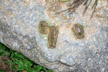 Animal droppings on a stone to track and identify it