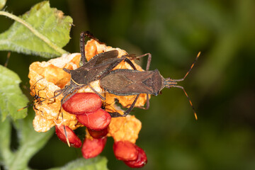 Leptoglossus gonagra - Leaf-footed bug, can be an economic pest to a wide range of plants,...