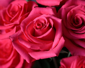 Close up of pink roses