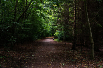 Obraz premium path in the woods