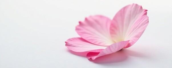 Obraz premium Single delicate petal with soft curves on white background, elegance, blossom