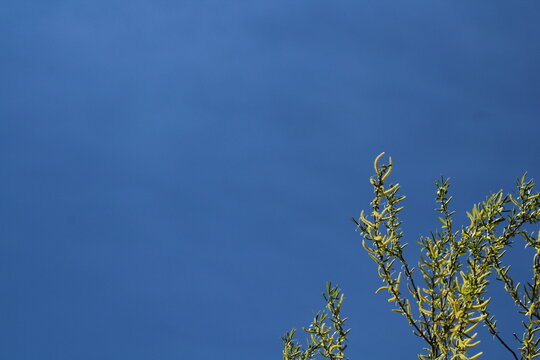 Young beautiful green willow branches with spring green leaves on a blue sky background. Willow tree wallpaper with copy space for text 