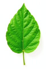 Obraz premium Single leaf with veins and texture details isolated on white background, foliage, natural, texture