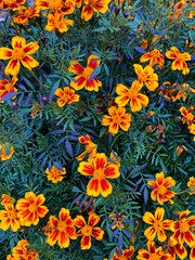 Multi colored flowers in blossom and leafs close-ups