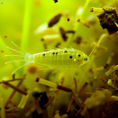 Paramecium caudatum swimming among plant debris under a microscope.