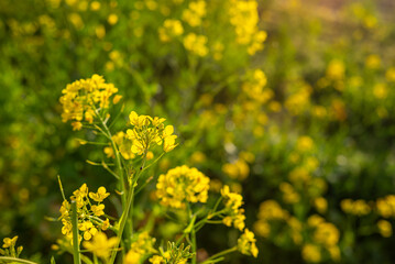 Obraz premium yellow rapeseed flowers natural light canola flowers in field agriculture closeup