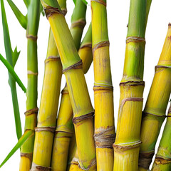 Obraz premium Close up of vibrant sugarcane stalks.