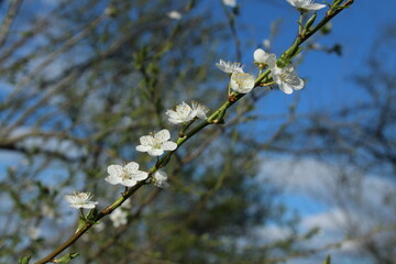Prunus spinosa branch with white flowers. Prunus spinosa. Flowering tree in springtime. Blackthorn,...