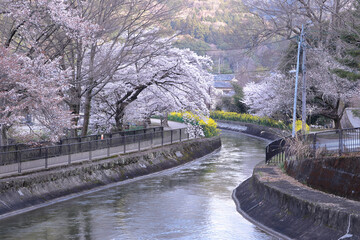 京都　春の山科疏水の風景