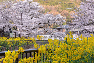 京都　山科疏水のナノハナと桜の風景