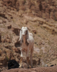 Beautiful white goat looking into the camera at the Wadi Dana Trail in Jordan. This is one of the many goats you will encounter while hiking in the protected Dana Biosphere Reserve. 