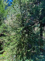 Spiky Araucaria Tree in Sunny Garden