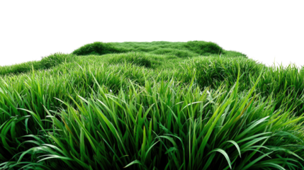 Vibrant Field of Green: A panoramic view of a lush, verdant field, teeming with lively blades of grass. The scene bursts with energy and natural beauty, creating a sense of freshness and vitality.