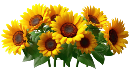 Radiant Blooms: A vibrant bouquet of sunflowers, their large golden petals and dark centers, a symbol of happiness and warmth, offer a perfect contrast against each other