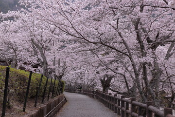 京都府亀岡市　七谷川和らぎの道　遊歩道の桜のトンネル