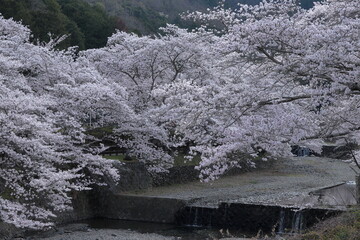 京都府亀岡市　七谷川の美しい桜並木