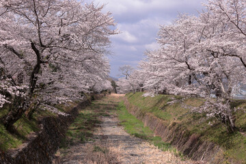 京都府亀岡市　春の七谷川の風景