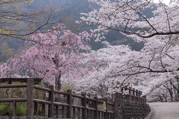 京都府亀岡市　七谷川和らぎの道の桜の風景
