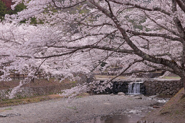 京都府亀岡市　川の水の流れと満開の桜