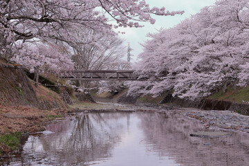 京都府亀岡市　七谷川の桜
