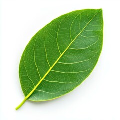 A large green leaf stands out against a clean white background, emphasizing natures beauty and simplicity.