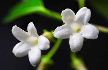 Fototapeta premium Madagascar Jasmine Flower