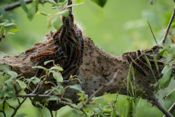 SONY DSC, closeup of caterpillars in Ano Poroia