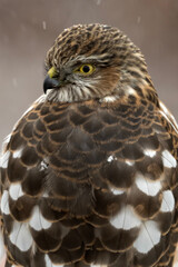 Sharp-shinned Hawk (Accipiter striatus); Laramie, Wyoming
