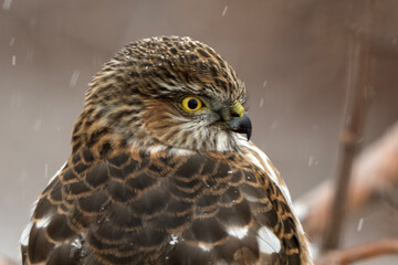 Sharp-shinned Hawk (Accipiter striatus); Laramie, Wyoming